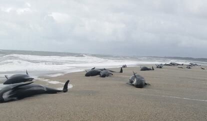 Ballenas piloto varadas en Haast, costa oeste de la Isla Sur de Nueva Zelanda.