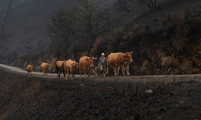 Un ganadero camina entre la vegetación quemada por el fuego en San Martín de Cereixedo, Cervantes (Galicia) este martes.