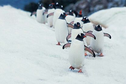 Un grupo de pingüinos papúa, en Faunia.