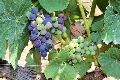 Racimos de Ribera de Duero.