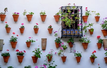 Flores en un patio de Córdoba, en mayo de 2024. 
