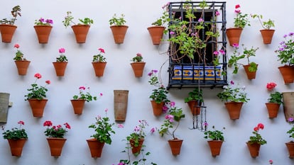 Flores en un patio de Córdoba, en mayo de 2024.