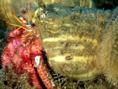 El documental  Criaturas olvidadas  recibe la Barandilla de bronce dentro de la categoría de documentales de hasta 30 minutos en el Ciclo Internacional de Cine Submarino de San Sebastián