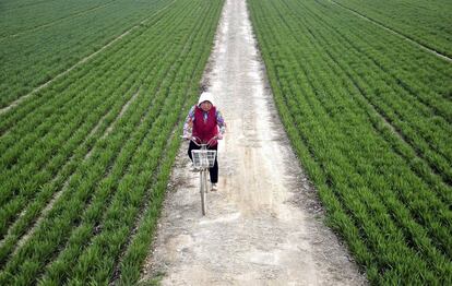 Agricultora entre campos de trigo no condado de Chiping, província de Shandong (China).