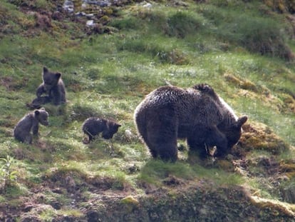 Osos en la parte occidental de la Cordillera Cantábrica.