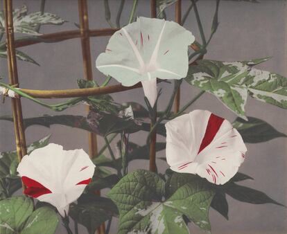 'Morning Glory' de ‘Some Japanese Flowers’ (alrededor de 1894). 