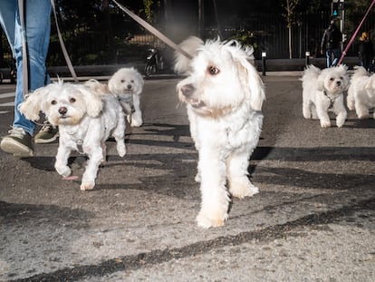 Un grupo de bichones malteses pasean por el distrito de Retiro.