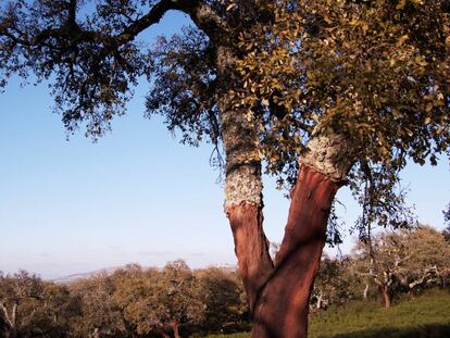 Vista del Parque Natural de Los Arcornocales, situado entre las provincias de Cádiz y Málaga.