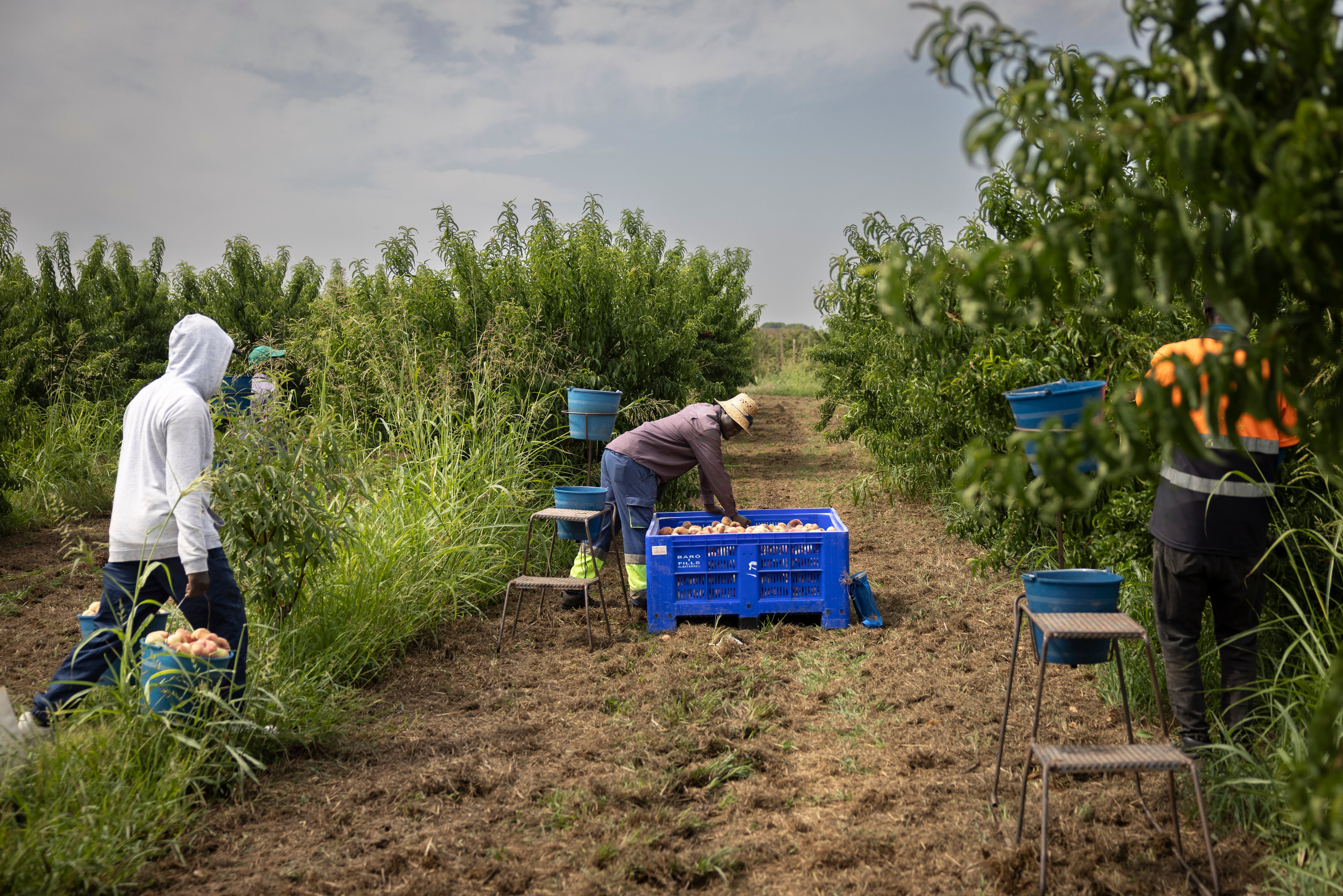 El temporero fallecido en Lleida sufrió una parada por “estrés por calor”