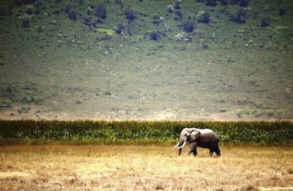 Un elefante en un paraje natural en el norte de Tanzania. Un diez por ciento de la superficie de la naturaleza virgen del planeta, alrededor de unos 3,3 millones de kilómetros cuadrados, ha desaparecido en las últimas dos décadas, especialmente en la Amazonía y África Central, según un estudio australiano.