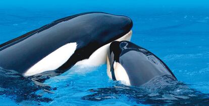 Hasta ahora nunca se había analizado la personalidad de las orcas.
