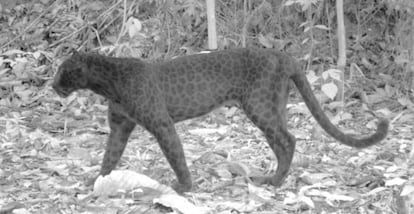 Una pantera negra fotografiada en infrarrojo a plena luz del día. Se aprecia el dibujo único de las manchas de este individuo.