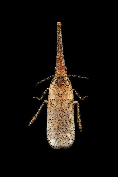 Insecto linterna, un habitante común de la selva tropical.