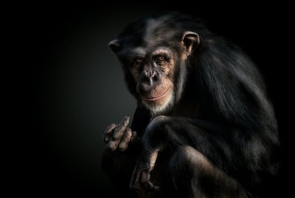 Os chimpanzés são verdadeiros experts em linguagem corporal. Há relatos científicos de que alguns conseguem emular sinais de libras.