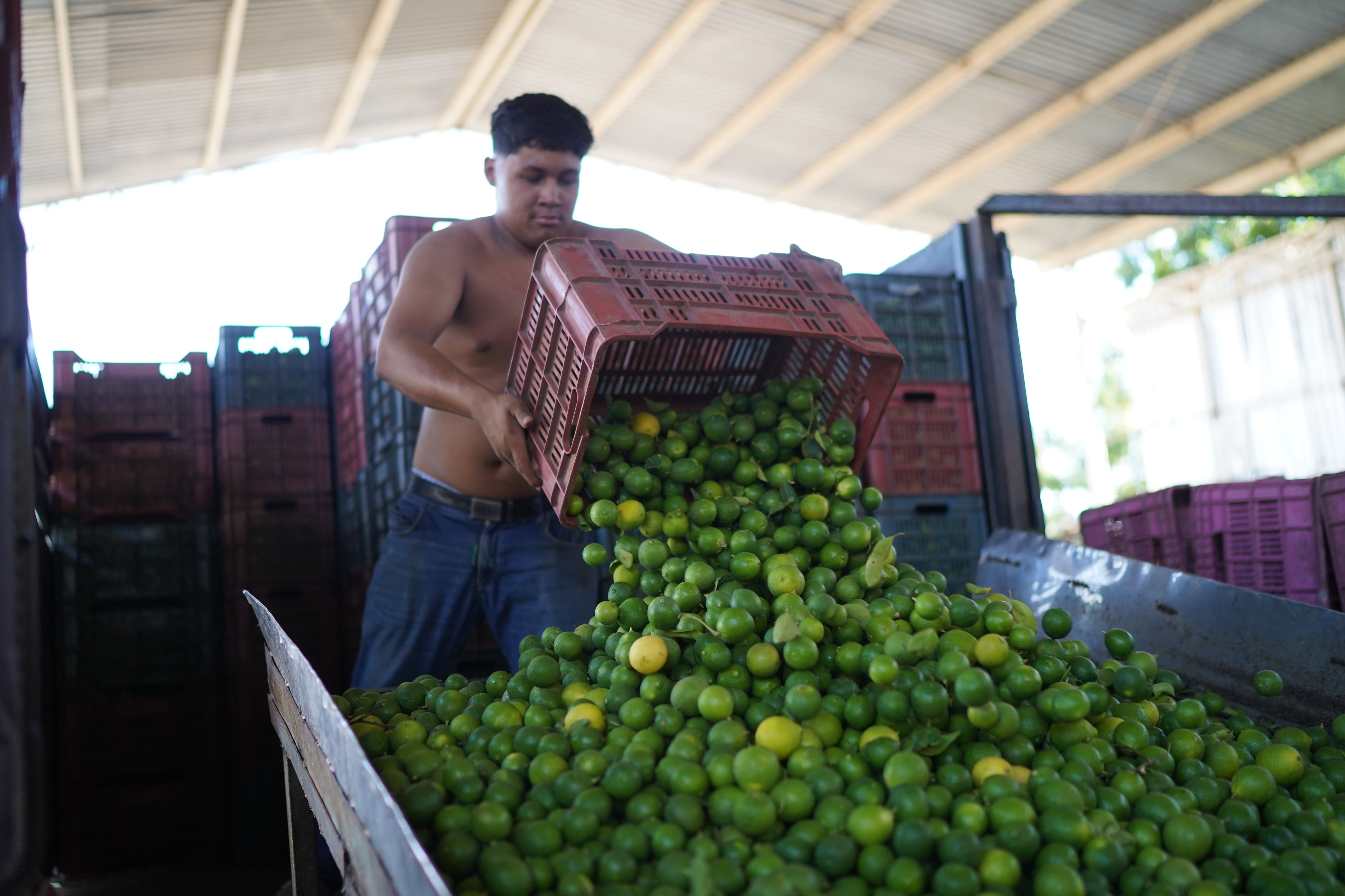 Trabajador en un campo de producción de limón en la comunidad de Cenobio Moreno.