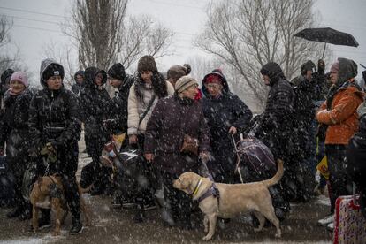 Muchos refugiados viajan con sus mascotas. En los centros de tránsito, estaciones y casas de acogida es fácil encontrar comida donada para ellos. En la imagen, dos perros entre un grupo de personas que esperan bajo la nieve en la frontera un minubús que les llevará a otro punto de espera desde donde parten grandes autobuses hacia Rumanía y la capital moldava, Chisináu.