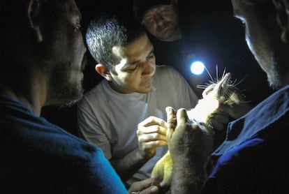 Extracción de sangre a un solenodon de La Española.