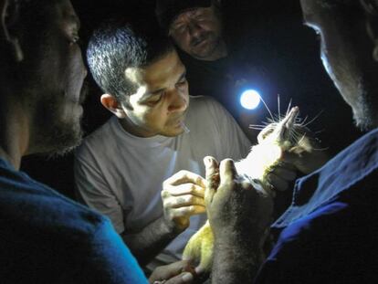 Extracción de sangre a un solenodon de La Española.