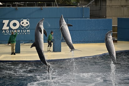 Los delfines del Zoo de Madrid durante uno de sus espectáculos, en febrero de 2023.