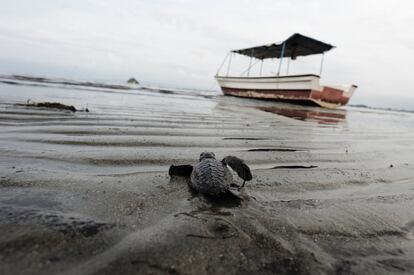 Una tortuga bebé liberada en la playa de Ujong Pancu en Aceh Besar (Indonesia) donde ha sido criada por unos voluntarios que trabajan para mantener el hábitat de las tortugas, debido a la caza furtiva de huevos.