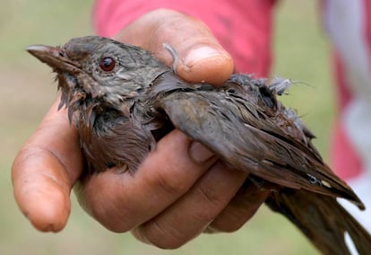 Homem resgata um passarinho que estava preso na lama em Brumadinho.