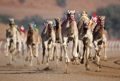 Jinetes robóticos controlan a los camellos durante una carrera en Ras Al Khaimah (Emiratos Árabes).