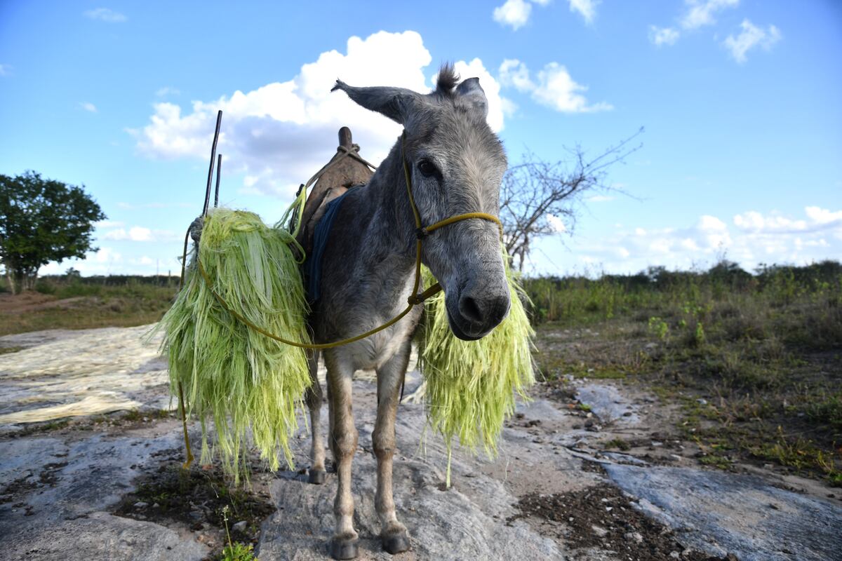 A demanda chinesa que ameaça o jumento brasileiro | Atualidade | EL PAÍS  Brasil