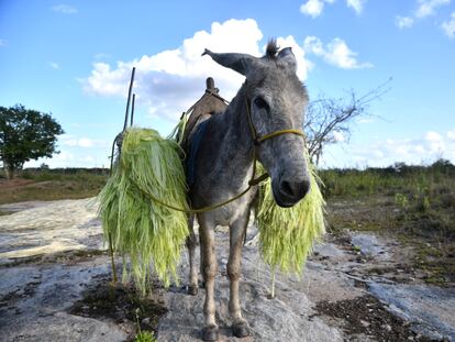 Jumento Zé Mano na zona rural de Valente, na Bahia.