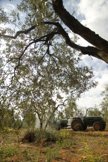 Un trabajador fumiga con abono líquido una finca de olivar en la localidad sevillana de Pilas.