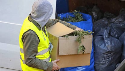 Traficantes marihuana