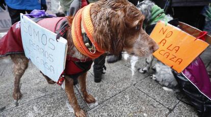 Dos perros, en una manifestaci&oacute;n contra la caza convocada en Madrid el pasado octubre.