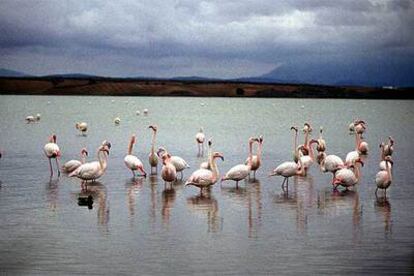 Flamencos en la laguna de Fuente de Piedra, en Málaga, un aguazal salobre de unas 1.300 hectáreas y una profundidad en torno al medio metro.