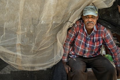 El trabajador palestino Mohamed Rashul, de Nablus, en una plantación de palmeras datileras de colonos israelíes en Naran, en el valle del Jordán de Cisjordania.