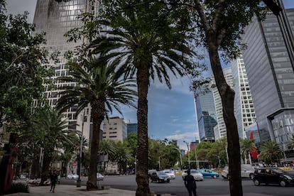 Palmas de la avenida Paseo de la Reforma, en Ciudad de Mxico.