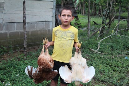 Un niño sostiene unas gallinas en la comunidad de Panamá, cerca de la plantación de Dinant, una empresa latifundista que está en conflicto con algunos campesinos de la zona.