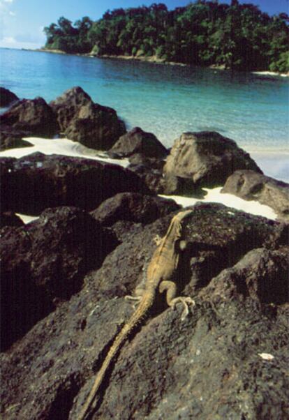 El contacto con la naturaleza es permanente. Iguana en el parque de Manuel Antonio.