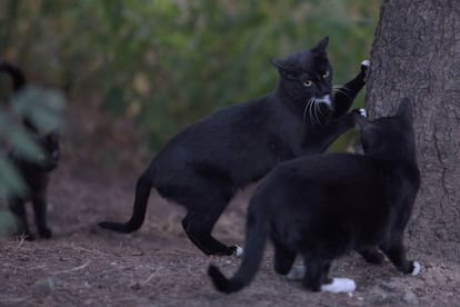 Two cats in the colony at the Arturo Soria park in Madrid.