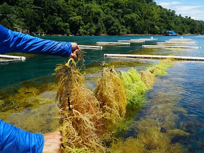 Cultivo de algas en la Costa Verde de Brasil, el 11 de enero de 2024.