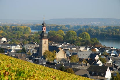 Es tal vez el pueblo más célebre y turístico del Rheingau, o región vinícola del Rin, que comienza en la cercana Wiesbaden. Típico de la región es el 'sekt' o vino espumoso. En Rüdesheim, el callejón Drosselgasse es un hervidero de tabernas y jocundos excursionistas que lo apuran como locos. No solo el 'sekt', también es típico el 'weinbrad', un brandy que se produce en la antigua destilería local Asbach, y sirve de relleno a unos bombones que se venden como rosquillas. Vale la pena hacer una escapada al cercano Kloster Eberbach, monasterio cisterciense donde hay un pequeño museo del vino y se realizan catas; además, es un lugar muy evocador, allí se filmaron algunas escenas de 'El nombre de la rosa'. En Rüdesheim puede uno embarcarse en el 'Goethe', barco de palas que hace la muy turística Ruta del Rin.