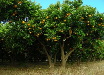 La cubierta vegetal del naranjal puede ahorrar un 10,7% de energía, además de reducir las emisiones un 48%.