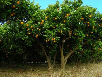 La cubierta vegetal del naranjal puede ahorrar un 10,7% de energía, además de reducir las emisiones un 48%.