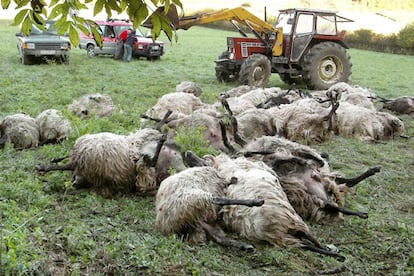 Imagen de los animales muertos.