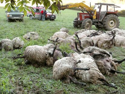 Imagen de los animales muertos.