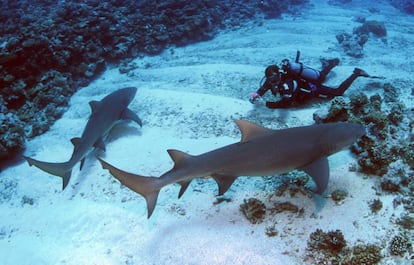 El autor de este blog, rodeado por dos tiburones limón, Moorea.