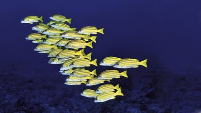 Un banco de peces de la especie Lutjanus kasmira, en una imagen tomada en Micronesia, en 2008.