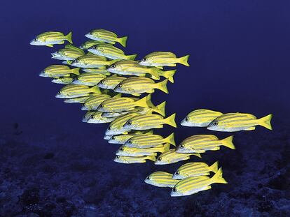 Un banco de peces de la especie Lutjanus kasmira, en una imagen tomada en Micronesia, en 2008.