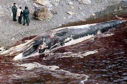 Miembros de la Guardia Civil, ayer, junto a la ballena muerta y varada en Tapia de Casariego.