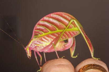 Este increíble insecto, una especie de saltamontes, vive en la parte malaya de la isla de Borneo y ha evolucionado para camuflarse entre las hojas de la selva. Fue bautizado 'Eulophophyllum kirki' en homenaje a Peter Kirk, el fotógrafo que captó al único especimen conocido. El insecto medía unos cuatro centímetros de longitud. Sus patas traseras también imitan a dos hojas. El Instituto Internacional para la Exploración de Especies, dependiente de la Universidad Estatal de Nueva York (EE UU), ha publicado hoy, como cada año, su Top 10 de especies más sorprendentes entre las descubiertas durante los últimos 12 meses. 