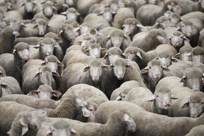 Un rebaño de ovejas. 