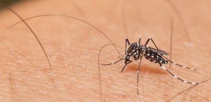 Mosquito Aedes, transmisor del virus zica.